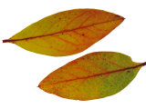 Highbush Swamp Blueberry Leaves Turning Colour in Autumn, Native to North America