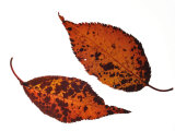 Japanese Hill Oriental Cherry Leaf in Autumn Colours, Native to Japan, Korea and China