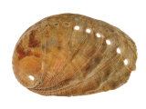 Abalone Common Ormer Lamellose Ormer Shell, Mediterranean, France