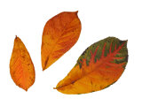 Oriental Photinia Leaves in Autumn Colours, Native to China, Japan and the Himalayas