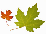 Silver Creek River Maple Leaf in Autumn Colours, Native to Eastern North America