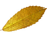 Sweet Spanish Chestnut Leaf in Autumn Colours, Europe