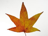 Japanese Maple Leaf in Autumn Colours, Native to Japan and Korea