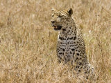 Leopard Sitting in Long Grass, Tanzania