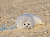 Grey Seal Pup on Beach Lying Beside Plastic Twine, Blakeney Point, Norfolk, UK, December Premium Poster