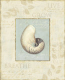 Buy Soothing Words Shells II at AllPosters.com