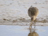 Curlew Washing Worm in Water, Norfolk UK Premium Poster