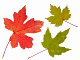 Silver Creek River Maple Leaf in Autumn Colours, Native to Eastern North America