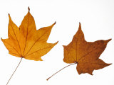 Painted Maple Leaves in Autumn Colours, Native to Korea, Japan, Manchuria, Usa and Canada