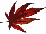 Japanese Maple Leaf in Autumn Colours, Native to Japan and Korea
