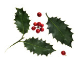 Holly Leaves and Berries, Belgium