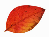 Highbush Swamp Blueberry Leaf in Autumn Colours, Native to North America