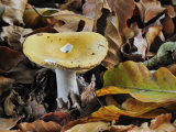 Geranium Brittlegill Fungus Among Fallen Beech Leaves in Autumn, Belgium