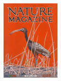 Nature Magazine - View of a Ibis in a Marsh, c.1926