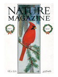 Nature Magazine - View of a Cardinal Perched on a Pine Branch, c.1927