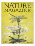 Nature Magazine - View of a Dragonfly over a Pond, c.1926