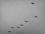 Canadian Geese