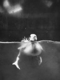 Underfed Duck Struggling in Detergent