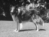 Full-Length Side View of Collie 