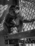 Monkeys Surviving of Bikini Atom Bomb Test, Held for Observation