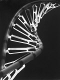 Model of Dna and Related Substance, Rna