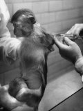 Monkey Being Administered the Salk Vaccine for Testing