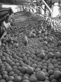 Buy Men Sorting Cantaloupes before Packing into Crates at AllPosters.com