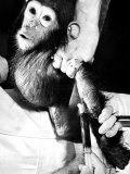 Researchers Testing Immunity of a Chimp That Was Inoculated with Polio Vaccine