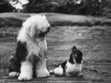 Old English Sheep Dog with Little Shih Tzu Dog