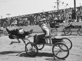 Racers During the Ostrich Racing, Grange County Fair