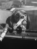 Beagle Being Used for Experimental Purposes on Animal Centrifuge at Ames Aeronautical Lab