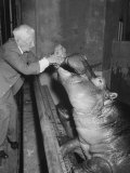 Hippopotamus in St. Louis Zoo, Being Fed by Zookeeper George P. Vierheller