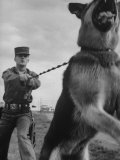 German Shepherd Trained to Protect Bombers at Sac Loring Air Force Base