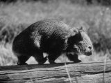 Buy Wombat Walking on a Log at AllPosters.com