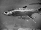 Barracuda Swimming Through the Ocean