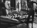 Buy Tuna Being Unloaded from Boats at Van Camp Tuna Co. Cannery in American Samoa at AllPosters.com