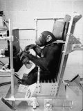 Training Chimpanzees at Hollowan Air Force Base for Trip into Space as Part of the Mercury Project