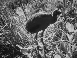 Young Ibis Chick Showing Signs of Ddt Pesticide Poisoning, on the Texas Gulf