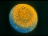 Buy Planet Uranus, Taken by Voyager 2 at AllPosters.com