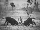 Two Male Giant Sable Antelopes in Combat on Luanda Game Reserve