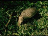 Buy Armadillo on Ground in Amazonia at AllPosters.com