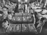 Infants Being Brought to Mothers in a Hospital Ward