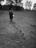 German Ethologist Dr. Konrad Z. Lorenz Studying Unlearned Habits of Goslings at Woodland Institute
