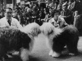 English Sheepdogs, During Cruft's Dog Show