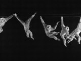 Multiple Exposures of Monkey Swinging
