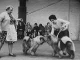 Chows, at Cruft's Dog Show