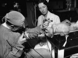 The Doctor Removing Pins, Buttons, Etc. from the Monkey's Larnyx