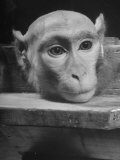Laboratory Monkey Wearing a Plastic Scalp