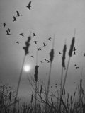 Canadian Geese