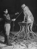 Young Boy Feeding the Leashed Leopard a Wooden Stick